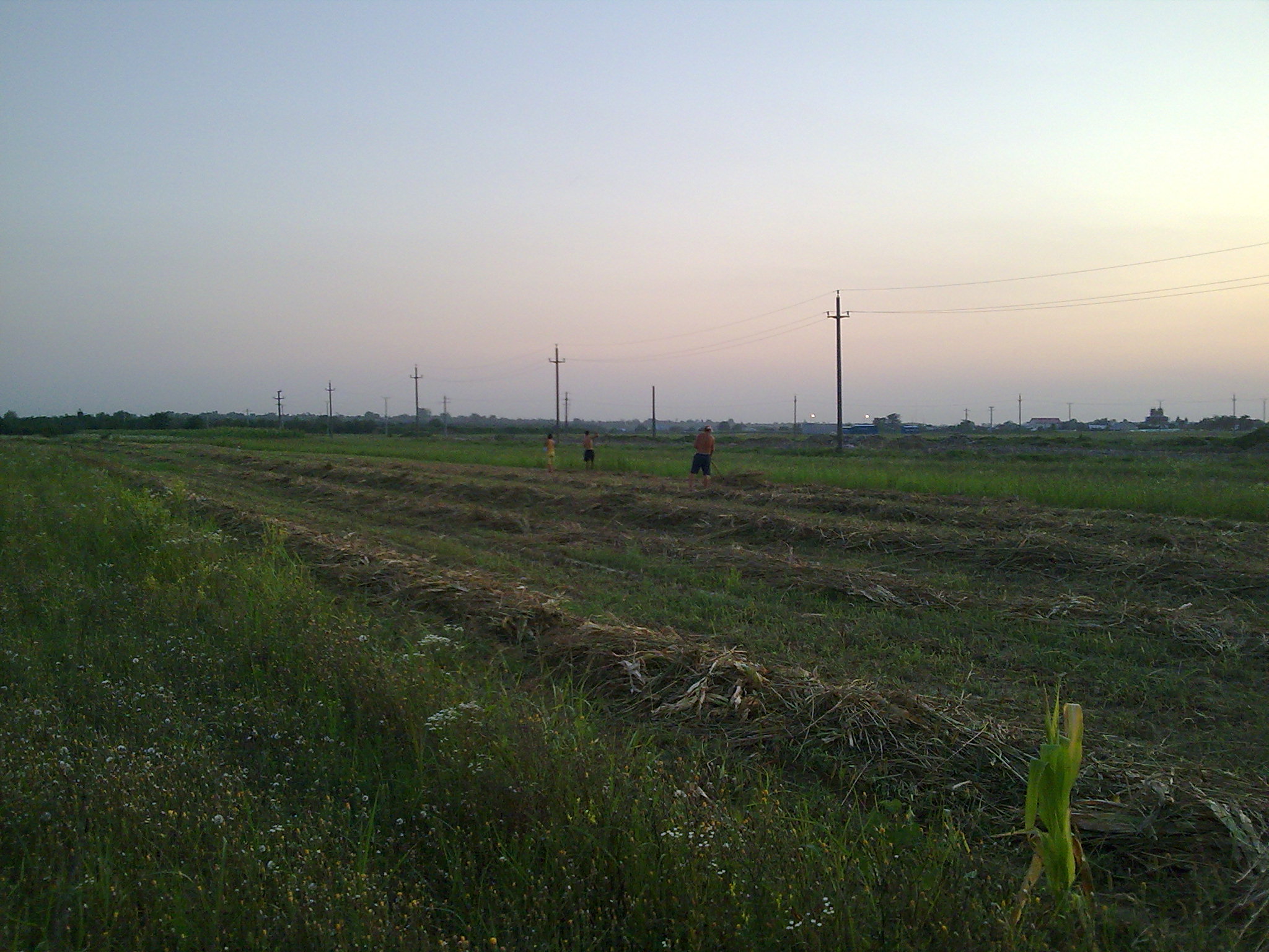 Ciupanezul011